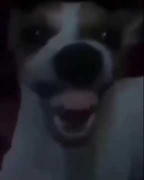 creepy dog laughing (funny)