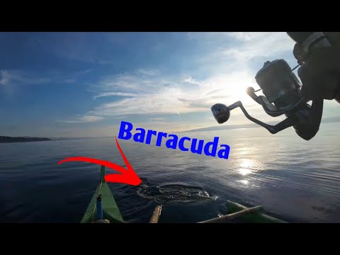 Napalaban sa barracuda at nasugatan pa #fishing #jigging