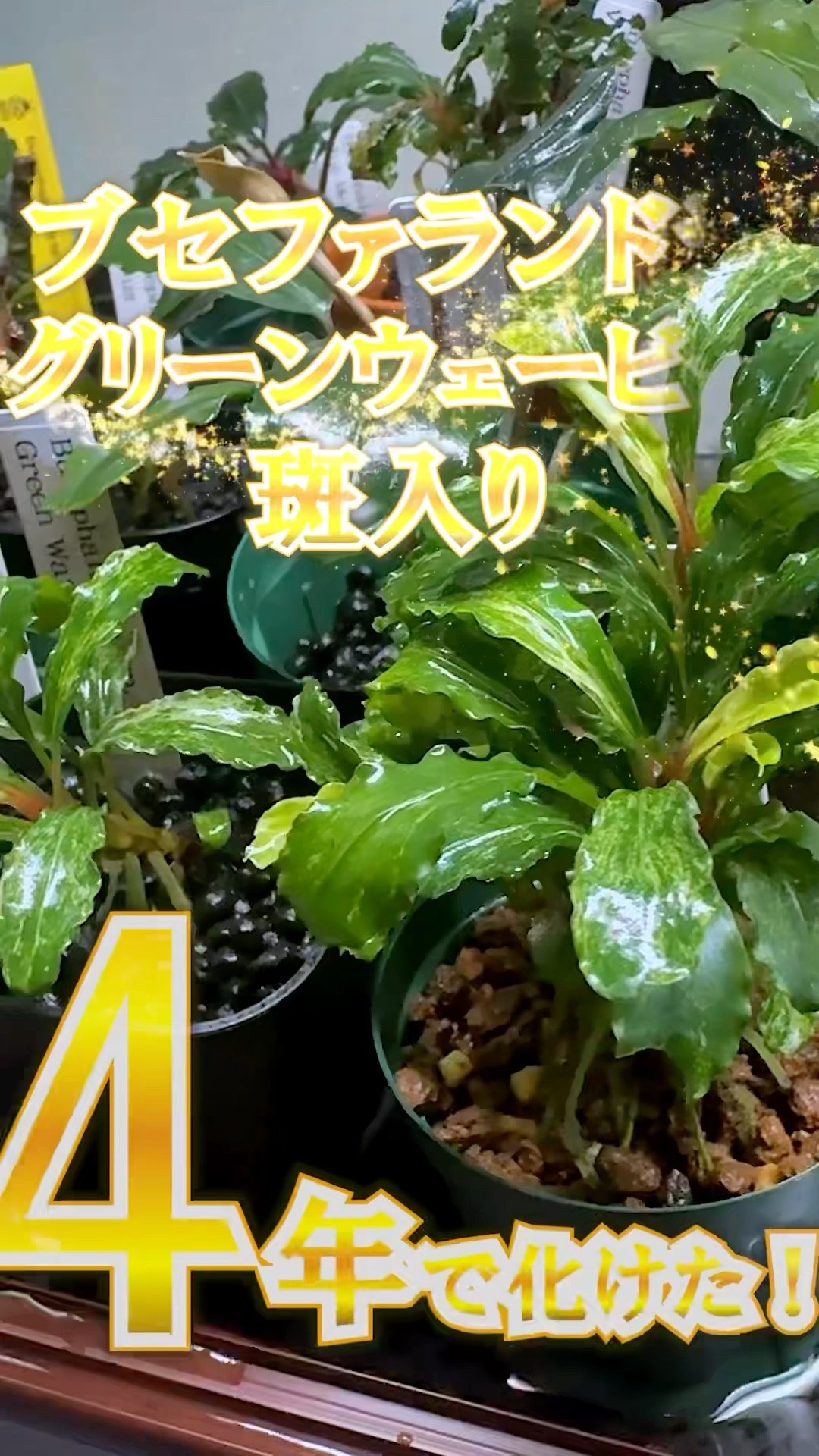 グリーンウェービー斑入り4年育てたら#shorts #かつやんチャンネル