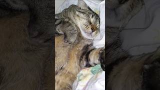 Cat time Saturday ... they're ALL unique ! 💜 (Kahluá) #cat  #cute #love #music