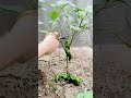 pruning green chili plant leaves #shorts