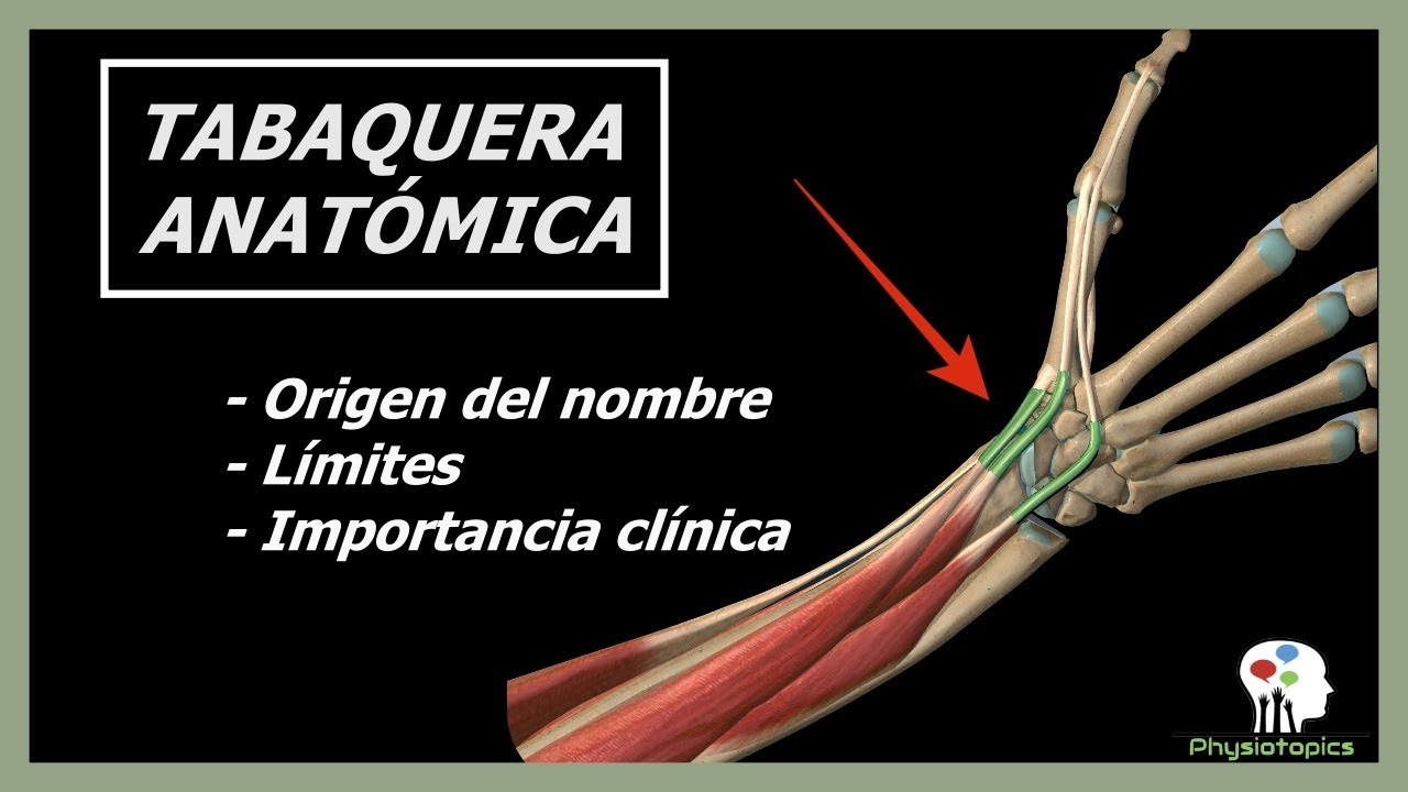 Tabaquera Anatómica Límites e importancia clínica YouTube
