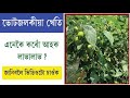       1500020000    bhut jolokia kheti in assam