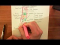 The Extrinsic Apoptosis (Fas / Fas Ligand) Pathway Part 1