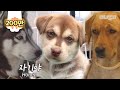 얼굴은 허스키 같은데 귀가 리트리버ㅋㅋ편집자도 첨 본 견종 알래스칸 리트리버라카이ㅣPuppy Who Was Born Exactly Half Like Mom And Dad