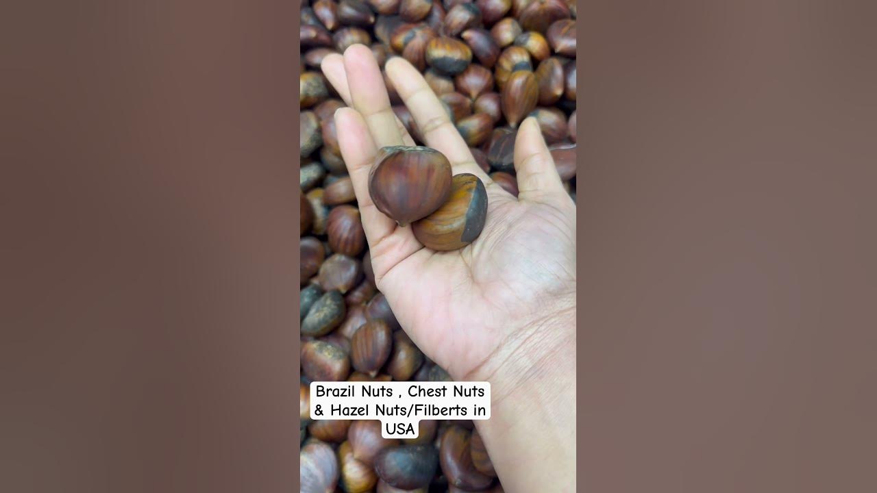 Brazil Nuts Chest Nuts Hazelnut Nuts / Filberts Explore with
