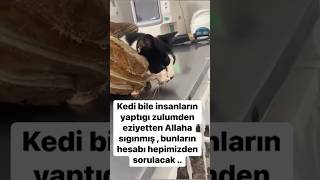 Kedi ve köpek ler Allah'ın dilsiz kullarıdır onlara eziyet etmeyelim #hayvanseverler #kedishorts
