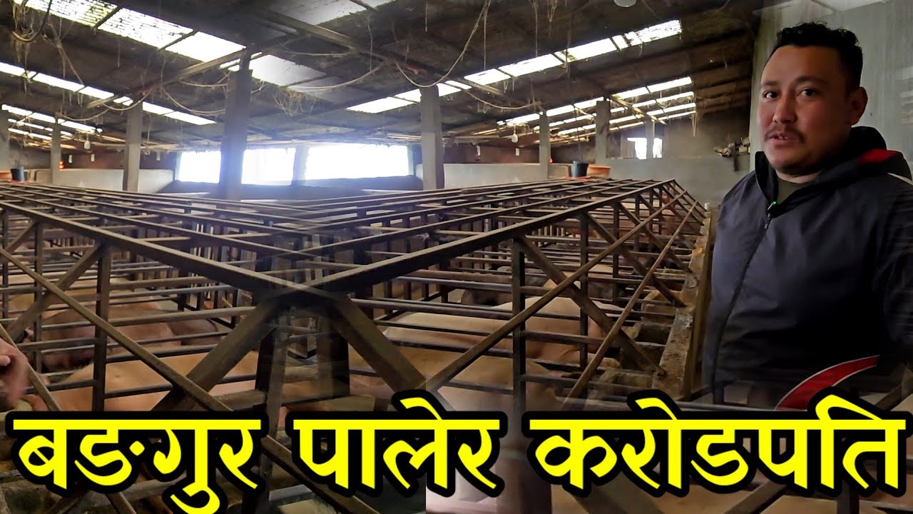  भेटिए चार सय किलोको बङ्गुर पाल्ने 32 बर्से सागर ,बङ्गुर पालेरै करोडको सम्पती जोडे  pig farming