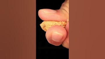 Crush the peanuts #shorts #close_up #asmr #macro
