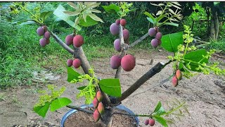 Super Bright Idea Mango Tree Rooting. 100 Correctly