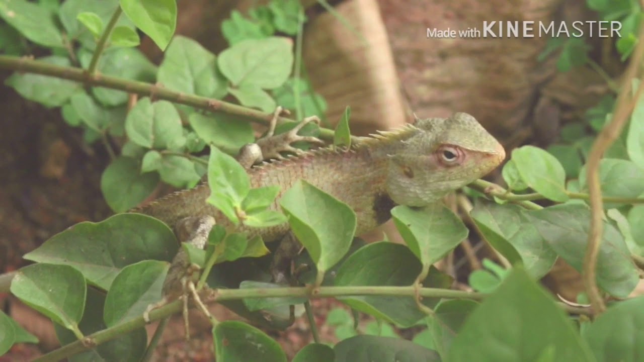 Canon77D with 50mm f1.8 + kenko smart filter cinematic