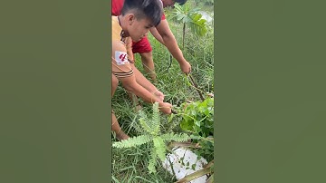 Hai Anh Em Bắt Cặp Rắn Hổ Chúa Trong Đám Cỏ #Short