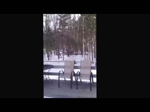 calling wolves with a foxpro calling wolves with a foxpro