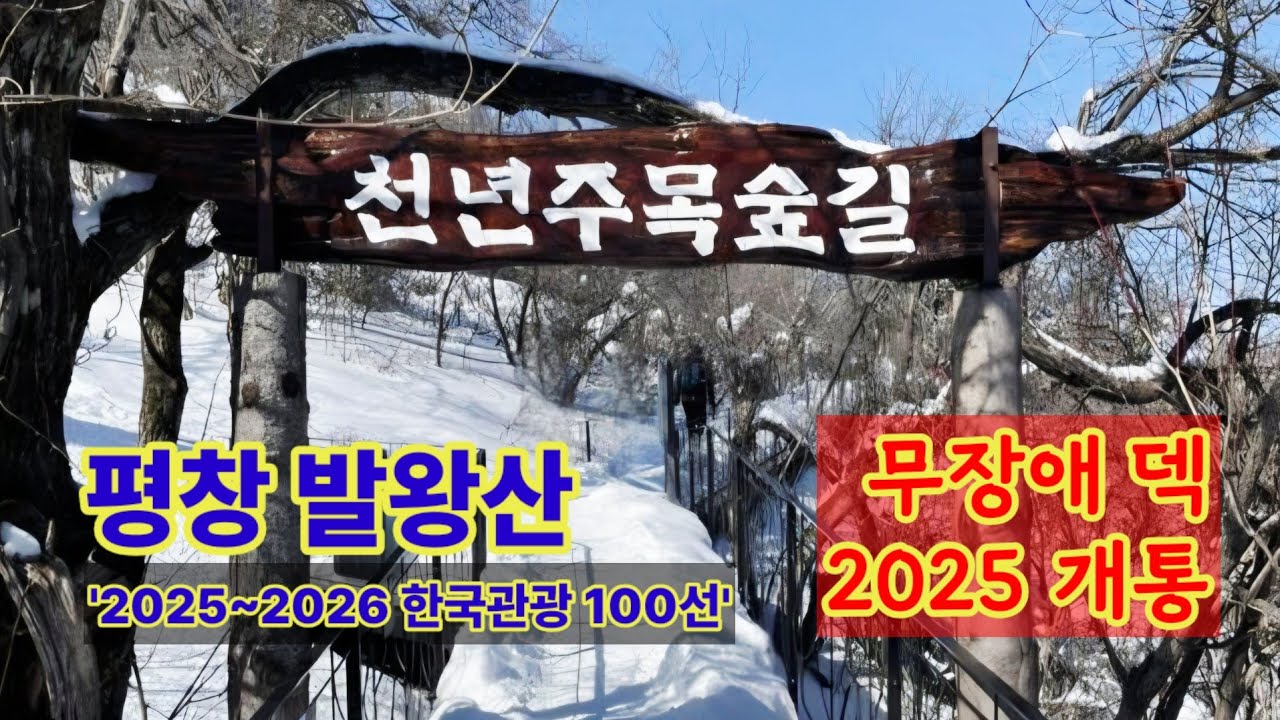 평창 발왕산 1,458m 천년주목숲길, 무장애 덱 산책로 개통, 2025~2026 한국관광 꼭 가봐야할곳 100선정