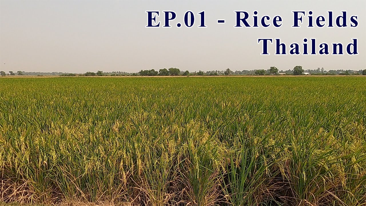 Yuotube Rice Field EP. 01 - Rice Fields Thailand. rice fields sound, nature sounds, relax ...