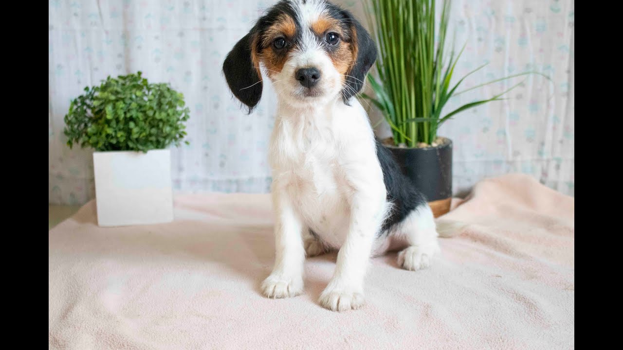 Beagle Mix Puppies For Sale YouTube