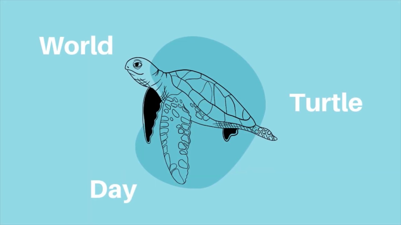 Tee Turtle Science Sea turtle anatomy | science Q&A with Thriving Corals - YouTube