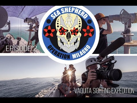 Vaquita Expedition Episode 2 - Vaquita Expedition Episode 2