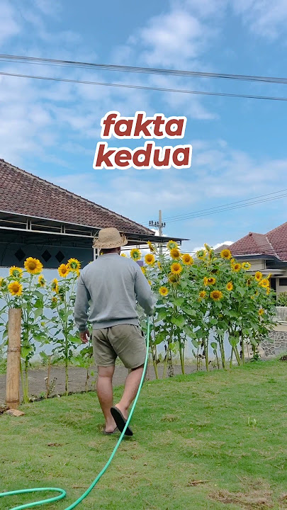 Unique facts about sunflowers that you don't know yet! #Tanduria #TanduriaTips #Sunflower #Urbanf...