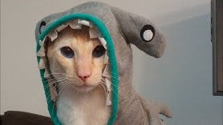 Funny Videos Of Funny Cats Compilation 2016 Smile - 5 minutes #4 Funny Videos Of Funny Cats Compilation 2016 Smile - 5 minutes #4