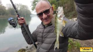 MONDO PESCA - UNA RAFFICA DI BARBI - PERSICI - FIUME ADDA - CANALE DELLA MUZZA - #pescasportiva