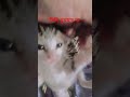 মিনি ঘুমাবে না #reels #viral #cat