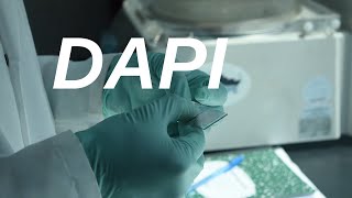 DAPI Protocol