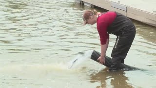 Manitowoc conservationists release Coho Salmon into Lake Michigan to fight an invasive species