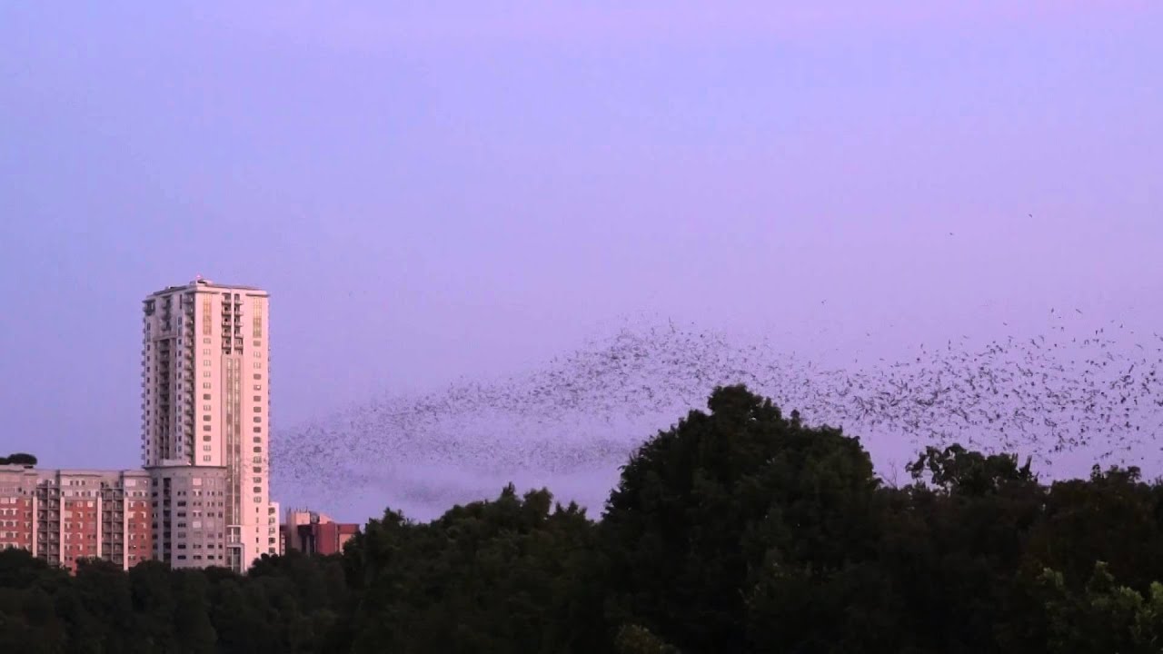 Bats in Austin, TX YouTube