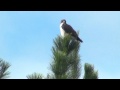 Aguilucho alas largas (Buteo albicaudatus)