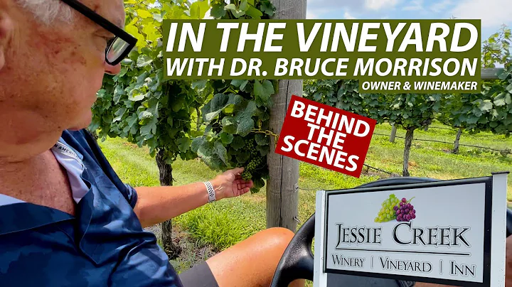 Bruce Vineyard Photo 5