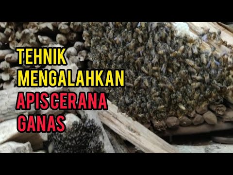 Video: Cara Mencegah Lebah Mengerumuni