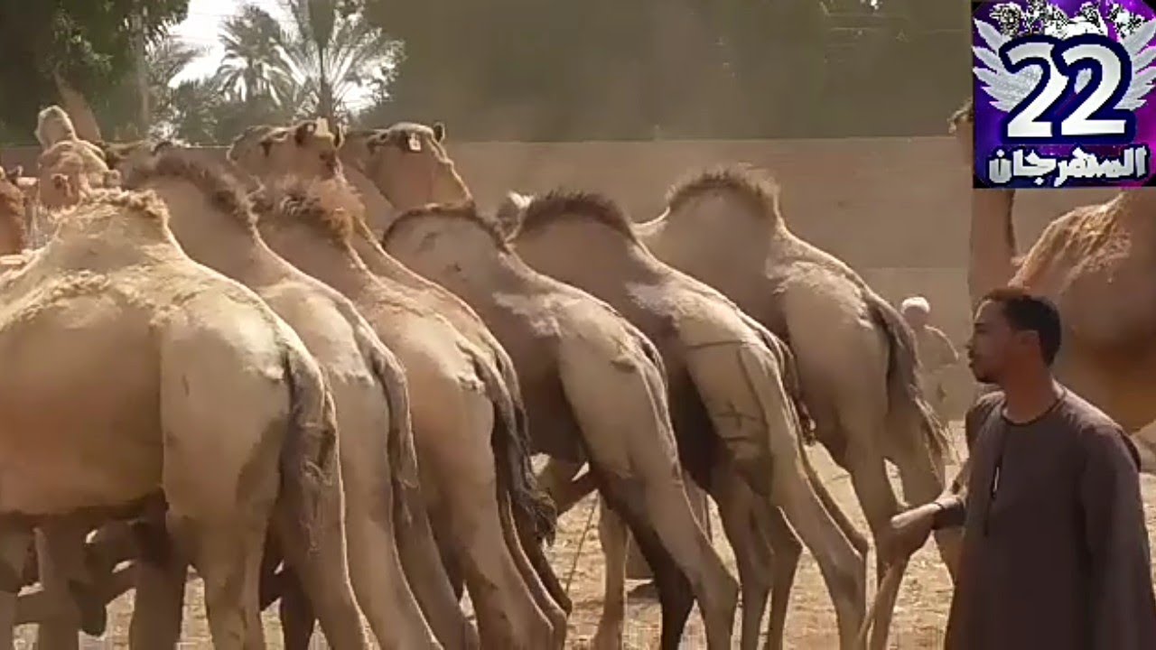 سوق السبت للجمال هكذا يتم بين البائع والمشترى