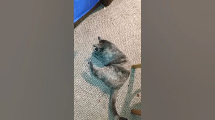 Cats being silly