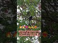 বিহুৰ বতৰত কুলি কেতেকীয়ে ইননি বিননি 🔥🔥🔥🌺💫💫💫