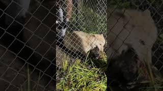 Жадный волк😱😅хозяин заставил делится #животные #wildwolf #wolfs #канадскийволк #animals