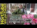 Planting Rhododendrons and Peonies in Containers