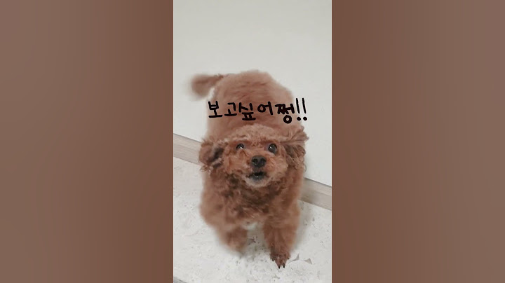 주인 4시간외출 vs 30분외출 강아지 반응