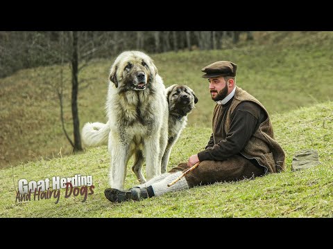 Yunus Ağa ve Keçi Sürüsü | Belgesel ▫️4K▫️