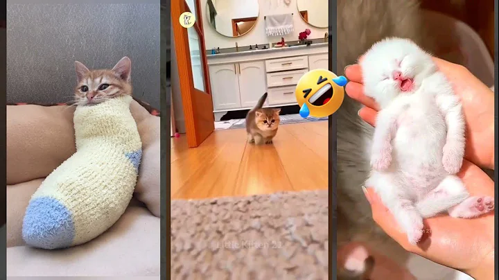 Video 11203241: scared cats compilation, stray cats funny, compilation lovely, funnycats