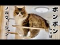 【珍しい】ポンポン尻尾のノルウェージャン 元野良猫まるとら&ぽこまる