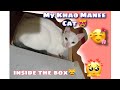 My Khao Manee Cat 😼 の動画、YouTube動画。