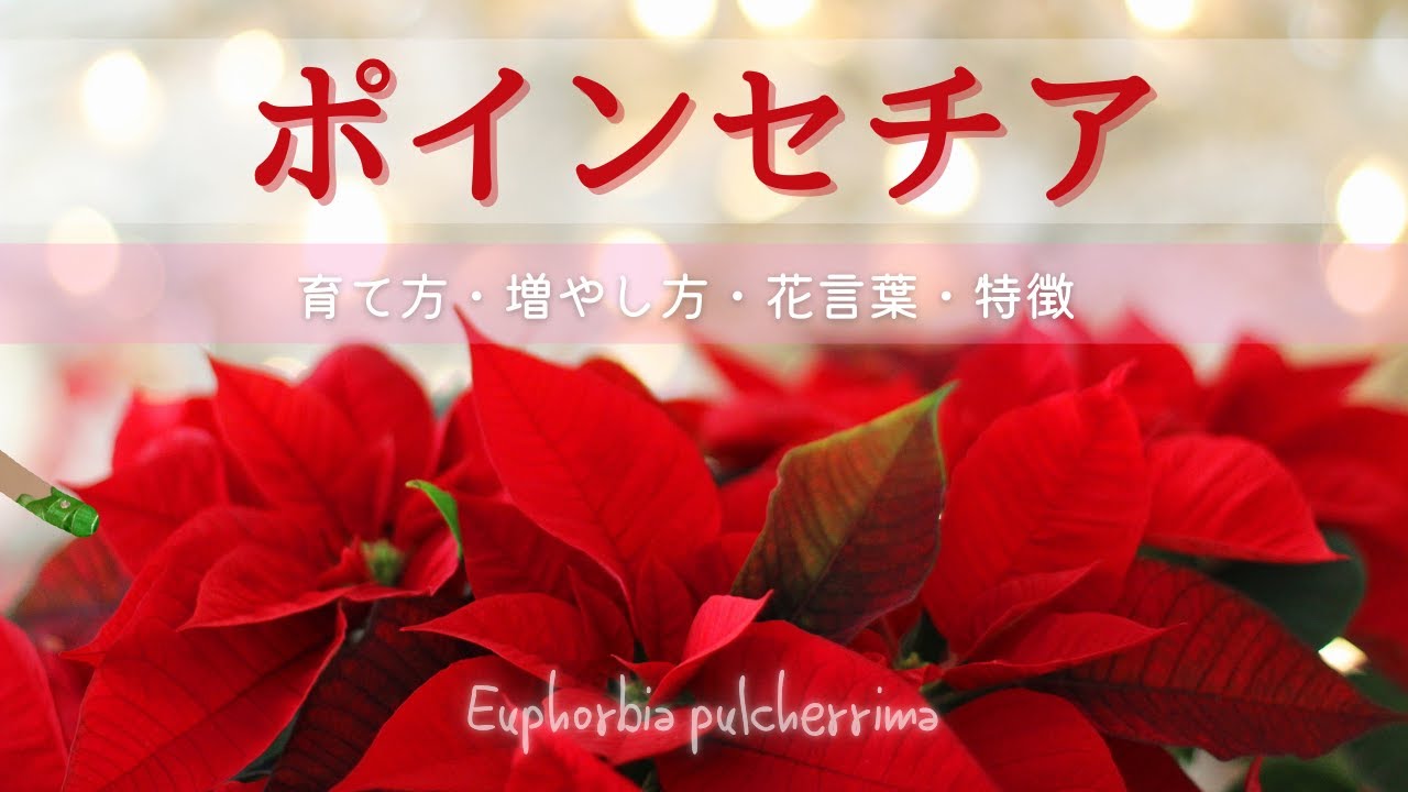 ポインセチア】育て方・増やし方・花言葉・特徴・名前の由来など