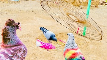 Make a Simple Pigeon From Fan Cover | Catching Bird Trap easy way | Amazing Bird Trap / @MsBirdTraps