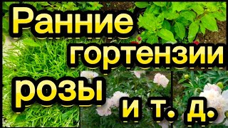 Как измельчаю траву для мульчи... #гортензиисорта#розы#мульча#лаванда#пионы#