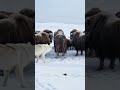 7 Arctic Wolves Test Every Gap For 40 Minutes — The Musk Ox Circle Never Broke