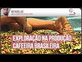 Observatório Socioeconômico: Exploração na produção cafeeira brasileira