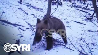 Filmohen Kafshët E Egra Në Tomorr, Shfaqen Kafshë Si Ariu I Murrëm