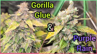 The Friendly Grower - Gorilla G. & Purple Rain update #10