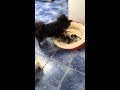 Kitchen Play (Norwegian Elkhound & German Spitz Mittel) の動画、YouTube動画。